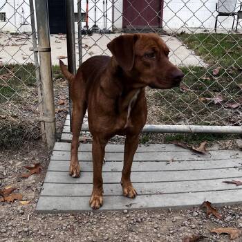 Rescue Vizsla and Labrador Retriever Dogs for Adoption in Blackstone, Virginia - Pennywise | PetCurious