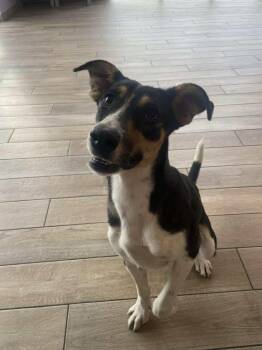 Rescue Hound Dogs for Adoption in Fort Wayne, Indiana - Coraline | PetCurious