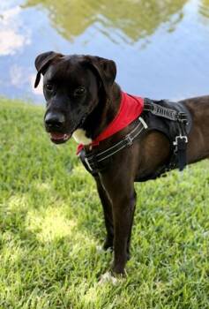 Domino -  Mixed Breed Dog for Adoption in Fort Worth, Texas - Domino | PetCurious