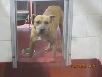 (19) -  Pit Bull Terrier Dog for Adoption in Marietta, Georgia - (19) | PetCurious