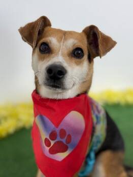 Chihuahua and Jack Russell Terrier Dogs Available for Adoption in Carlsbad, California - Jack | PetCurious