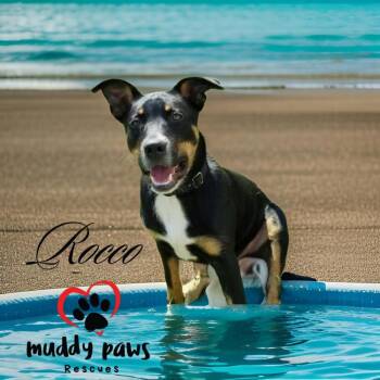 Rocco -  Terrier Dog for Adoption in Council Bluffs, Iowa - Rocco | PetCurious