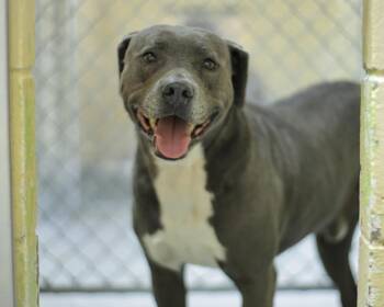 Pit Bull Terrier and Mixed Breed Dogs Available for Adoption - FLACO | PetCurious