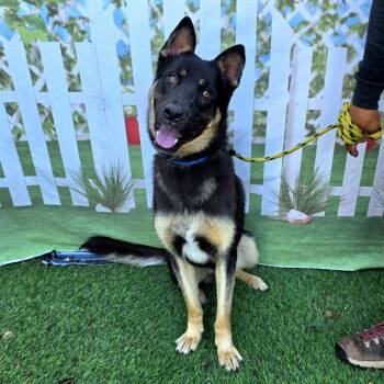 YOLO -  German Shepherd Dog and Mixed Breed Dog for Adoption in Long Beach, California - YOLO | PetCurious