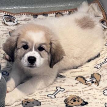 Remington -  Great Pyrenees Dog for Adoption in Portland, Oregon - Remington | PetCurious