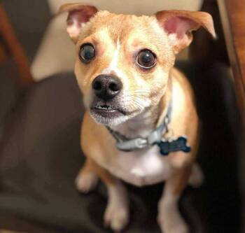 Rescue Chihuahua Dogs for Adoption in Brookshire, Texas - Saul | PetCurious