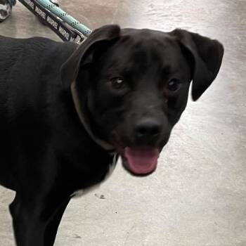 Jake -  Mixed Breed Dog for Adoption in Chelmsford, Massachusetts - Jake | PetCurious