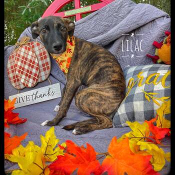 Rescue Mountain Cur Dogs for Adoption in Sebring, Florida - Lilac | PetCurious