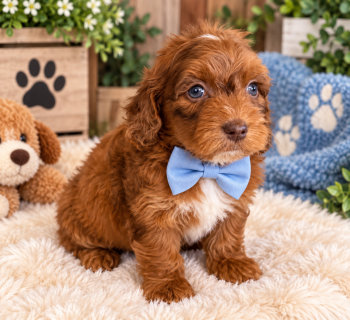 Zeke -  Cavapoo Dog for Sale in Farmville, North Carolina - Zeke | PetCurious