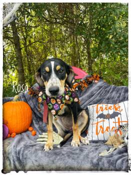 Rosa -  Bluetick Coonhound Dog for Adoption in Sebring, Florida - Rosa | PetCurious