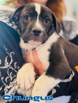 Chungus -  Pit Bull Terrier Dog for Adoption in Rock Hill, New York - Chungus | PetCurious