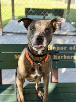 Pop - 3 -  Pit Bull Terrier and Mixed Breed Dog for Adoption in Daytona Beach, Florida - Pop - 3 | PetCurious