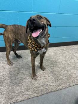 Marco -  Pit Bull Terrier and Mixed Breed Dog for Adoption in Seagoville, Texas - Marco | PetCurious