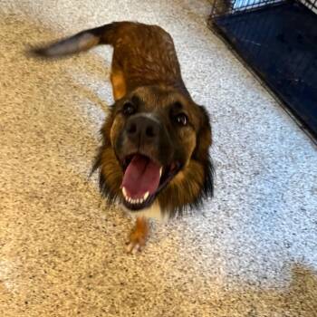 Rebel -  Shepherd and Mixed Breed Dog for Adoption in Brownsboro, Alabama - Rebel | PetCurious