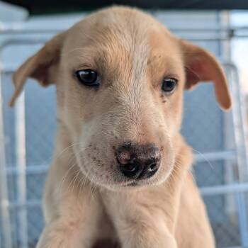 Patsy -  Mixed Breed Dog Available for Adoption in Spanish Fork, Utah - Patsy | PetCurious