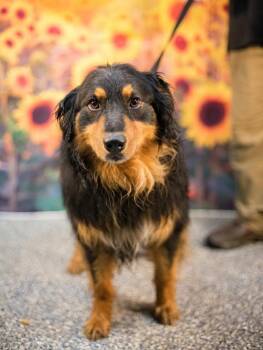 Creed -  Australian Shepherd Dog for Adoption in Brewster, New York - Creed | PetCurious