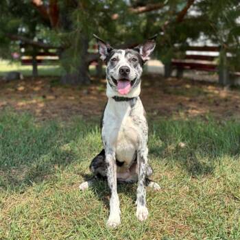 Beesly -  German Shepherd Dog and Pit Bull Terrier Dog for Adoption in Fargo, North Dakota - Beesly | PetCurious
