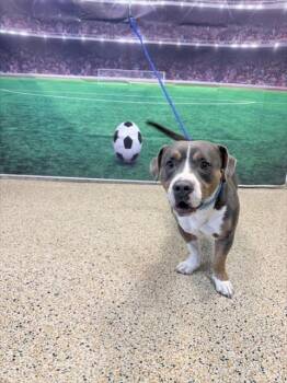 NUGGET -  American Bulldog and Mixed Breed Dog for Adoption in Doral, Florida - NUGGET | PetCurious