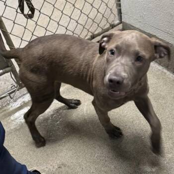 Pit Bull Terrier and Mixed Breed Dogs Available for Adoption - BLUE BELL | PetCurious