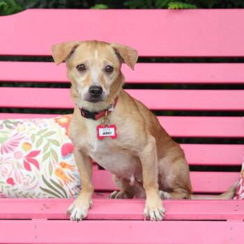 Jerry -  Carolina Dog and Mixed Breed Dog for Adoption in Wake Forest, North Carolina - Jerry | PetCurious
