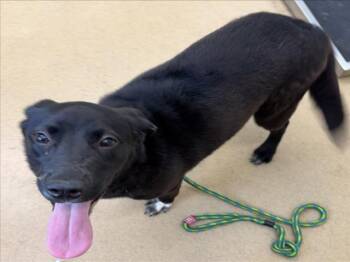 Labrador Retriever and Saint Bernard Dogs Available for Adoption in Derwood, Maryland - BROOKLYN | PetCurious
