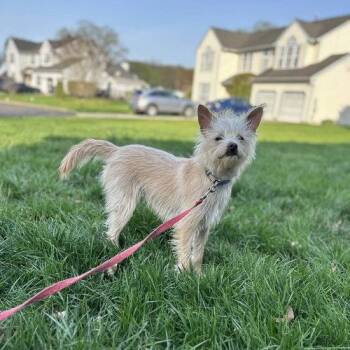 Terrier Dogs Available for Adoption in East Greenwich Township, New Jersey - Kaiser | PetCurious