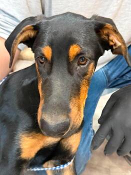 Vibe -  Doberman Pinscher Dog for Adoption in Othello, Washington - Vibe | PetCurious
