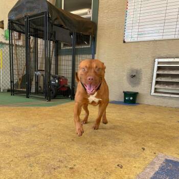Sunkist -  Mixed Breed Dog for Adoption in Titusville, Florida - Sunkist | PetCurious