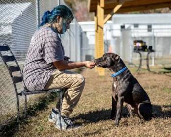 Mixed Breed Dogs Available for Adoption - Spike | PetCurious