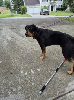 Rottweiler Dogs Available for Adoption in Lawrenceville, Georgia - Pen 122 Bubblegum | PetCurious