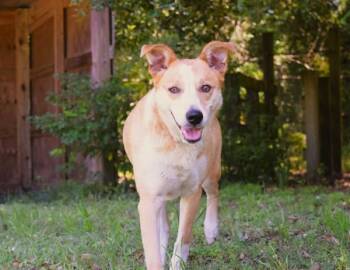 Mixed Breed Dogs Available for Adoption in Mobile, Alabama - Felicia (ryan) | PetCurious