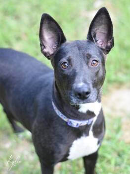 Kylie -  Australian Kelpie Dog for Adoption in Houston, Texas - Kylie | PetCurious