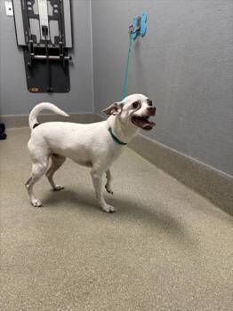 Terrier Dogs Available for Adoption - PETEY | PetCurious