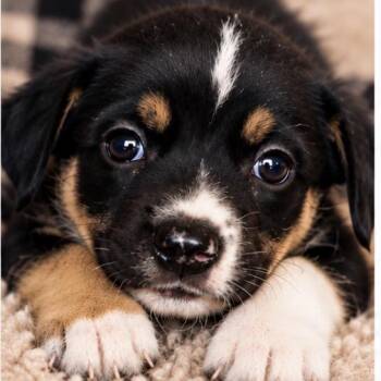 Peyton Sport -  Shepherd Dog for Adoption in Andover, Massachusetts - Peyton Sport | PetCurious