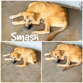 Smash -  Hound and American Staffordshire Terrier Dog for Adoption in Saint James, Missouri - Smash | PetCurious