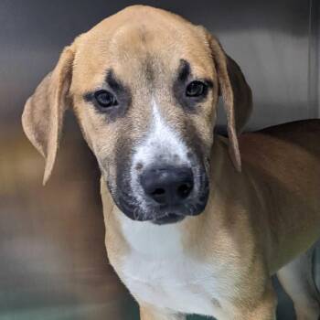 Hound Dogs Available for Adoption in Calverton, New York - Rusty | PetCurious