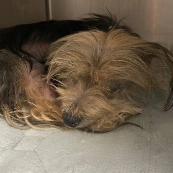 Silly Billy -  Mixed Breed Dog for Adoption in Charleston, West Virginia - Silly Billy | PetCurious