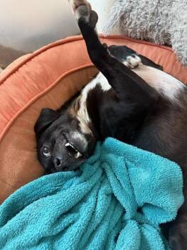 Terrier Dogs Available for Adoption - Little Black Dog | PetCurious