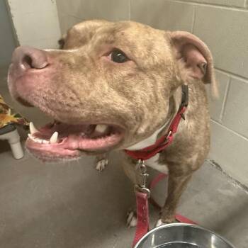 Apollo -  Pit Bull Terrier Dog for Adoption in Pittsford, Vermont - Apollo | PetCurious