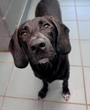 Birdie -  Mixed Breed Dog for Adoption in Nashville, Tennessee - Birdie | PetCurious