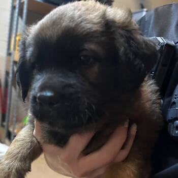 Fowler 1 -  Mixed Breed Dog for Adoption in Gadsden, Alabama - Fowler 1 | PetCurious