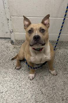Spongebob -  Pit Bull Terrier and Mixed Breed Dog for Adoption in Kansas City, Missouri - Spongebob | PetCurious