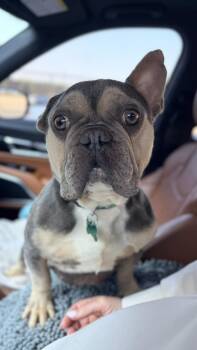 French Bulldog Dogs Available for Adoption - Linus | PetCurious