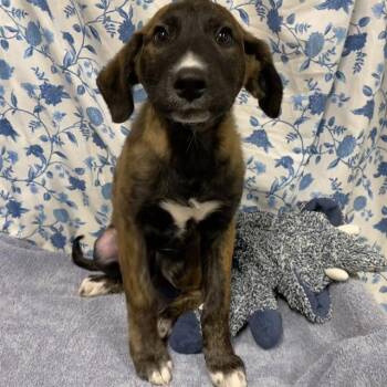 A612400 -  Plott Hound and Mixed Breed Dog for Adoption in Modesto, California - A612400 | PetCurious