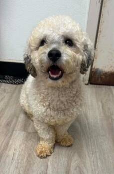 Charlie -  Bichon Frise and Poodle Dog for Adoption in Marion, Ohio - Charlie | PetCurious