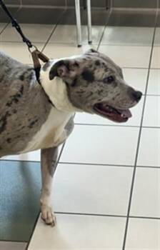 BEAUTY -  Pit Bull Terrier Dog for Adoption in Derwood, Maryland - BEAUTY | PetCurious