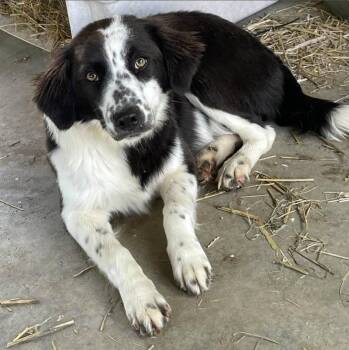 Australian Shepherd Dogs Available for Adoption in Joppa, Alabama - Lassie | PetCurious
