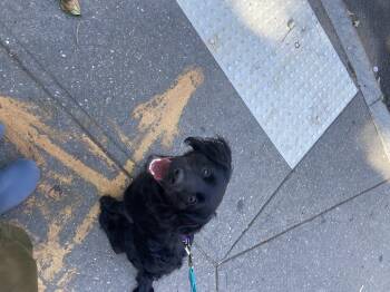 Jessie -  Cocker Spaniel and Labrador Retriever Dog for Adoption - Jessie | PetCurious
