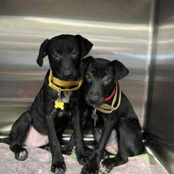 Black Labrador Retriever and Mixed Breed Dogs Available for Adoption in San Diego, California - Smokey | PetCurious