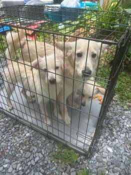 Jagger -  Pomeranian and Husky Dog for Adoption in Pine Grove, Pennsylvania - Jagger | PetCurious